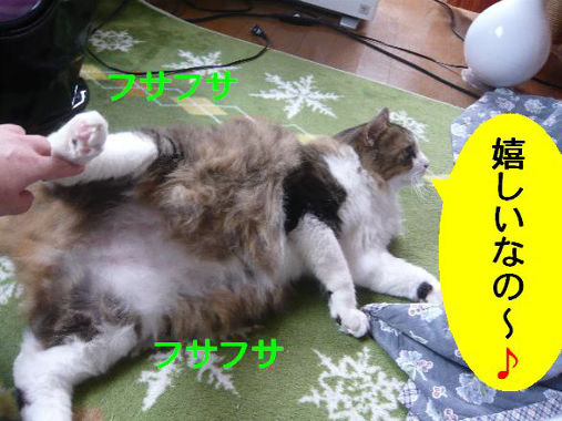 ¥Õ¥µ¥Õ¥µ