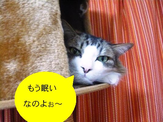 ¥¸¡¼¤