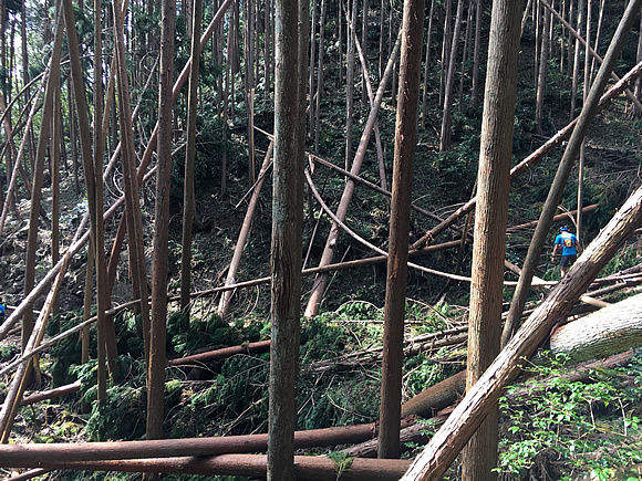 trail8