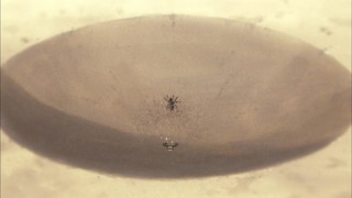 cap (33)