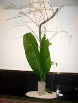 2008亀甲竹・芭蕉