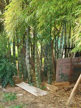 亀甲竹林