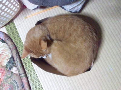 SH3L0508