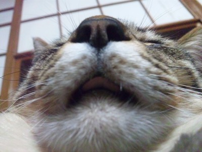 SH3L0465