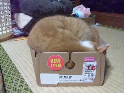SH3L0510
