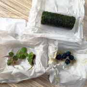 おまかせ浮草セット