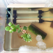 水草_1078