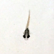 稚魚8日目_1495
