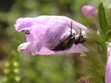 physostegia5.jpg