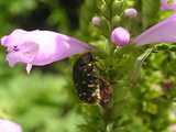 physostegia2.jpg