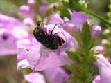 physostegia3.jpg