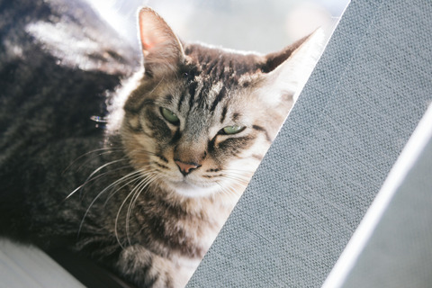 cat126IMGL5532_TP_V