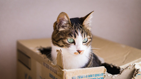 TOMcatDSC01797_TP_V