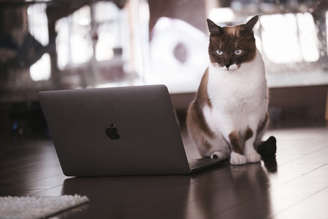 cat126IMGL6393_TP_V