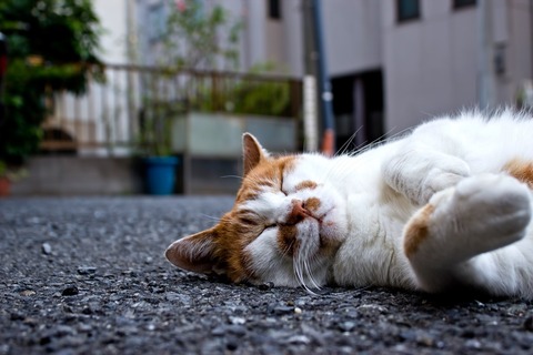 LOVE_SOKUHO_NEKO111