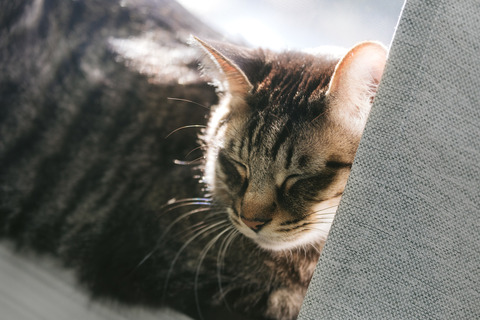catIMGL5529_TP_V