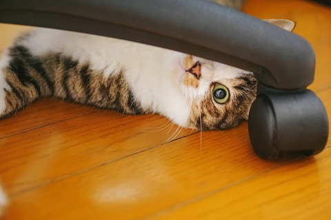 isunoshitanyanko_TP_V