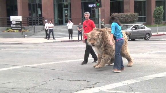 どでかい猫散歩させてるなって、えっ！？もしも絶滅した巨大ネコ科を散歩をさせてるところに遭遇したら人々はどんな反応をする？というどっきり。