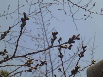 さくらのつぼみも少しふくらんできました!_400