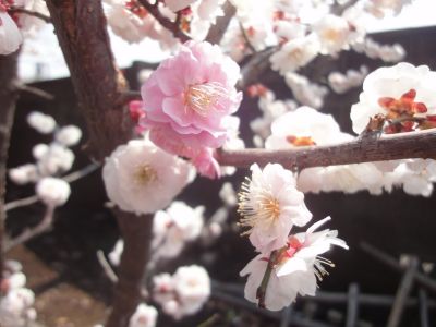 面白いですね~_400