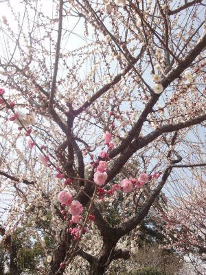 見てみて!一本の木にピンクと白の梅が咲いている!_400
