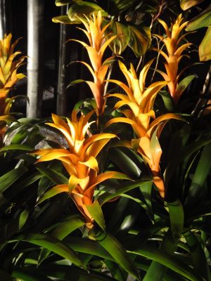 パイナップルの花_400
