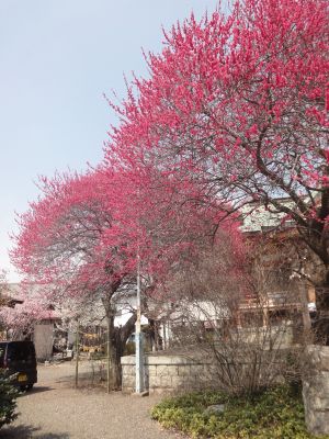 今週末が見ごろかな?_400