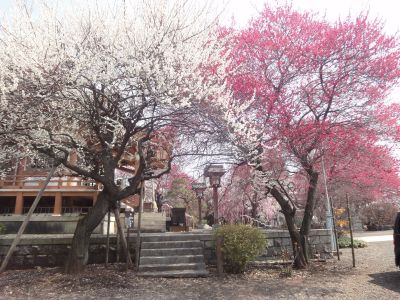 紅白ピンクと数種類の梅が楽しめます!_400