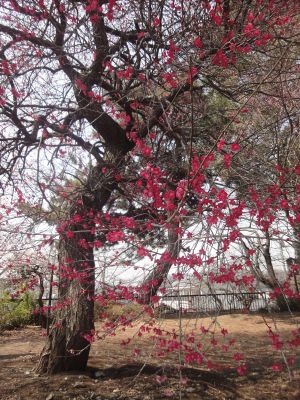 紅色が美しい_400