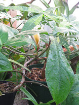 Philodendron 69686