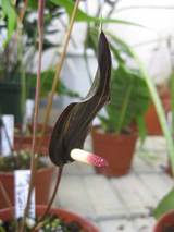 黒花