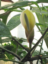 Philodendron 69686 花
