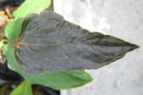 Anthurium chamberlanianum 種から