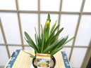 IMGP0633