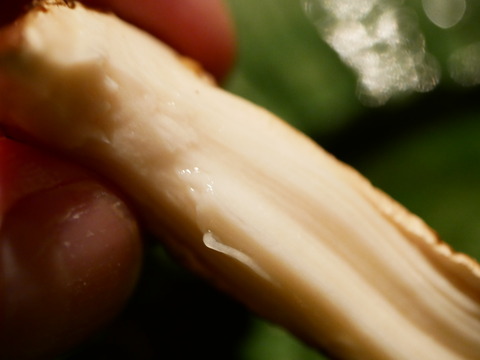 P1070236