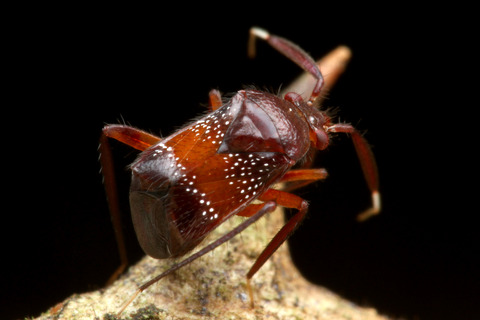 ヨロイアリとカスミカメ