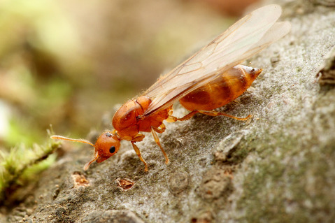 ���������ꥢ������η뺧����