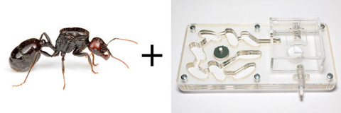 ¥Ð¥ë¥Ð¥ë¥¹¥¯¥í¥Ê¥¬¥¢¥ê