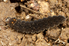 ���祦�����ܥ�