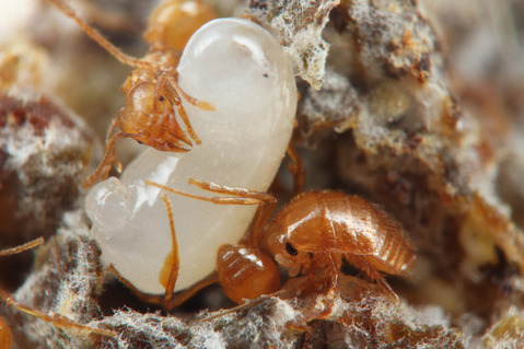 �ϥ��ꥢ����㡡�����֥�