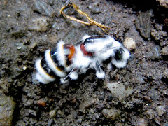 ��ͥ�����������ȶ�