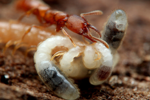 ノコギリハリアリ