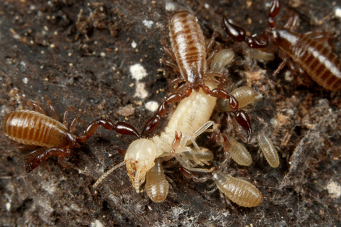 メクラカニムシのParatemnoides nidificator