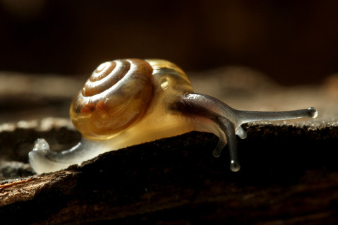 ベッコウマイマイ