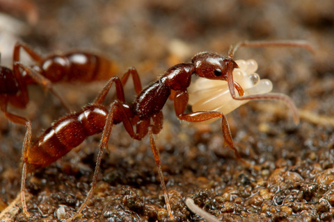 �ϥ���ϥꥢ��Leptogenys confucii