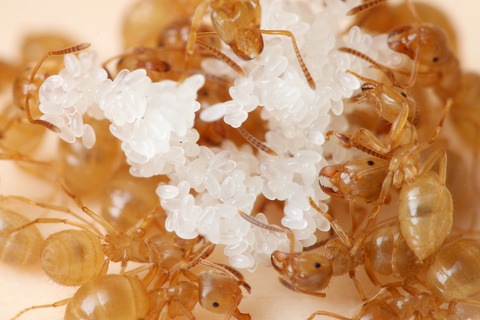 ���ᥤ��������