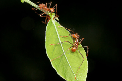 �ϥ��ꥢ��