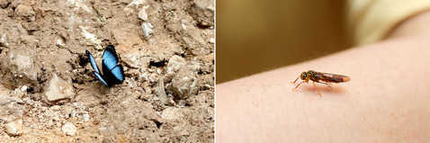 ���ե����祦�ȥ襳�Х�