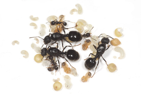 �����ʥ�����