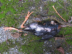 ���Х륯����